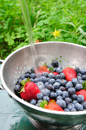 To use this stock image in your creative project, please select the size you need over to the right and click the "Add to Cart" button.
Your downloaded image will come with the Cutcaster watermark removed so don’t worry about the watermark you see on this page. Blueberries And Strawberries stock photo, Washing off fresh berries in a bowl outside with clear cold water by Lynn Bendickson