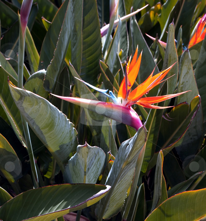 To use this stock image in your creative project, please select the size you need over to the right and click the "Add to Cart" button.
Your downloaded image will come with the Cutcaster watermark removed so don’t worry about the watermark you see on this page. Bird of Paradise in bloom stock photo, Close-up of bird of paradise in bloom by Jill Reid