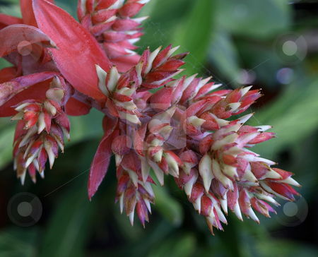 To use this stock image in your creative project, please select the size you need over to the right and click the "Add to Cart" button.
Your downloaded image will come with the Cutcaster watermark removed so don’t worry about the watermark you see on this page. Close-up of succulent flower bloom stock photo, A colorful succulent flowering bloom by Jill Reid
