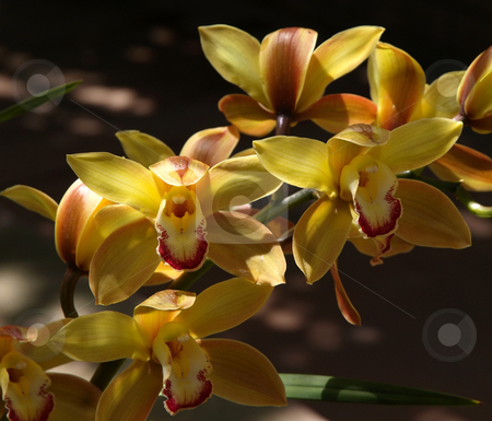 To use this stock image in your creative project, please select the size you need over to the right and click the "Add to Cart" button.
Your downloaded image will come with the Cutcaster watermark removed so don’t worry about the watermark you see on this page. Yellow orchid flowers stock photo, A colorful close-up of yellow orchid flowers by Jill Reid