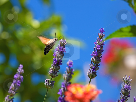 To use this stock image in your creative project, please select the size you need over to the right and click the "Add to Cart" button.
Your downloaded image will come with the Cutcaster watermark removed so don’t worry about the watermark you see on this page. Moth feeding stock photo, Just a moth insect, while collecting nectar from flowers in the spring morning by Sinisa Botas