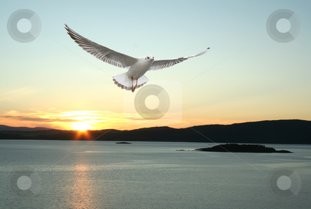 To use this stock image in your creative project, please select the size you need over to the right and click the "Add to Cart" button.
Your downloaded image will come with the Cutcaster watermark removed so don’t worry about the watermark you see on this page. Flying seagull and norwegian fjords stock photo, A seagull flying over the sea - beautiful landscape from norwegian fjords by Stelian Ion