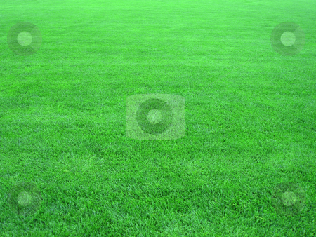 To use this stock image in your creative project, please select the size you need over to the right and click the "Add to Cart" button.
Your downloaded image will come with the Cutcaster watermark removed so don’t worry about the watermark you see on this page. Grass stock photo, by Stelian Ion