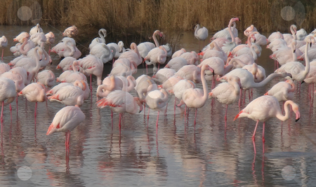 To use this stock image in your creative project, please select the size you need over to the right and click the "Add to Cart" button.
Your downloaded image will come with the Cutcaster watermark removed so don’t worry about the watermark you see on this page. Flamingos stock photo, Flamingo on the lake - one of the most beautiful birds by Stelian Ion