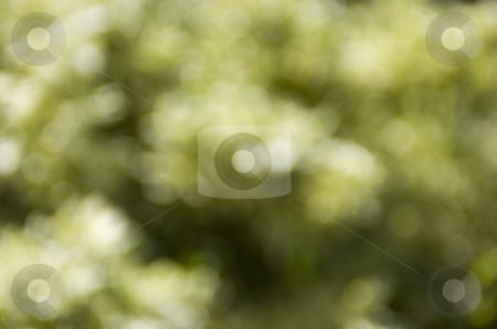 To use this stock image in your creative project, please select the size you need over to the right and click the "Add to Cart" button.
Your downloaded image will come with the Cutcaster watermark removed so don’t worry about the watermark you see on this page. Blurry flower background stock photo, Blurry flowers by Andreas Brenner