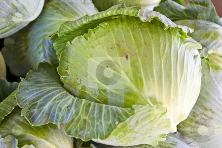To use this stock image in your creative project, please select the size you need over to the right and click the "Add to Cart" button.
Your downloaded image will come with the Cutcaster watermark removed so don’t worry about the watermark you see on this page. Head of Cabbage stock photo, Bin of Cabbage at local farmers market. by Steve Carroll