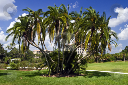 To use this stock image in your creative project, please select the size you need over to the right and click the "Add to Cart" button.
Your downloaded image will come with the Cutcaster watermark removed so don’t worry about the watermark you see on this page. Palm tree cluster stock photo, A palm tree cluster at Sarasota, Florida. by Steve Carroll