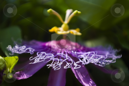 To use this stock image in your creative project, please select the size you need over to the right and click the "Add to Cart" button.
Your downloaded image will come with the Cutcaster watermark removed so don’t worry about the watermark you see on this page. Purple Passion Flower stock photo, Details of a purple passion flower. by Steve Carroll