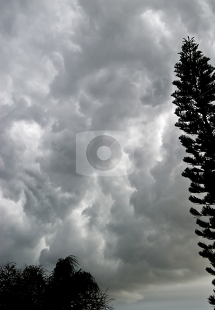 To use this stock image in your creative project, please select the size you need over to the right and click the "Add to Cart" button.
Your downloaded image will come with the Cutcaster watermark removed so don’t worry about the watermark you see on this page. Storm Clouds with Trees stock photo, Storm clouds gather over Florida, with trees and copyspace. by Steve Carroll