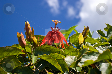 To use this stock image in your creative project, please select the size you need over to the right and click the "Add to Cart" button.
Your downloaded image will come with the Cutcaster watermark removed so don’t worry about the watermark you see on this page. Red Passion Flower stock photo, A red passion flower, two buds and green leaves against a brillant blue sky. by Steve Carroll