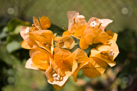 To use this stock image in your creative project, please select the size you need over to the right and click the "Add to Cart" button.
Your downloaded image will come with the Cutcaster watermark removed so don’t worry about the watermark you see on this page. Orange bougainvillea stock photo, Close-up of orange bougainvillea in boom by Steve Carroll