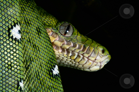 To use this stock image in your creative project, please select the size you need over to the right and click the "Add to Cart" button.
Your downloaded image will come with the Cutcaster watermark removed so don’t worry about the watermark you see on this page. Emerald boa stock photo, A close-up portrait of an emerald boa in the Bolivian rainforest by Dirk Ercken