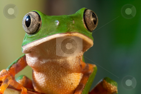 To use this stock image in your creative project, please select the size you need over to the right and click the "Add to Cart" button.
Your downloaded image will come with the Cutcaster watermark removed so don’t worry about the watermark you see on this page. Phylomedusa tomopterna stock photo, Monkey frog Phyllomedusa tomopterna Bolivia by Dirk Ercken