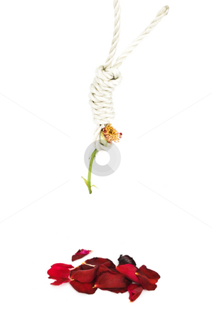 To use this stock image in your creative project, please select the size you need over to the right and click the "Add to Cart" button.
Your downloaded image will come with the Cutcaster watermark removed so don’t worry about the watermark you see on this page. Hung Rose stock photo, Hung Rose on a white background with fallen petals by John Teeter