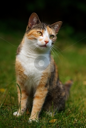 To use this stock image in your creative project, please select the size you need over to the right and click the "Add to Cart" button.
Your downloaded image will come with the Cutcaster watermark removed so don’t worry about the watermark you see on this page. Cat stock photo, Front portrait of cat with gold eyes in grass by Juraj Kovacik