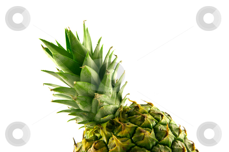 To use this stock image in your creative project, please select the size you need over to the right and click the "Add to Cart" button.
Your downloaded image will come with the Cutcaster watermark removed so don’t worry about the watermark you see on this page. Pineapple Top stock photo, Fresh delicious looking green pineapple fruit on a white background with a clipping path by Keith Wilson