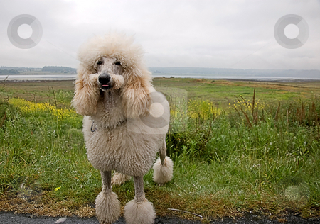 To use this stock image in your creative project, please select the size you need over to the right and click the "Add to Cart" button.
Your downloaded image will come with the Cutcaster watermark removed so don’t worry about the watermark you see on this page. Smiling White Standard Poodle stock photo, This white standard poodle appears as tho he's smiling with his tongue sticking slightly out and his mustache cut. Beautiful seascape in the background. by Valerie Garner