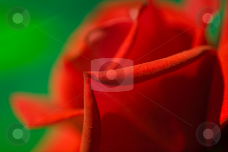 To use this stock image in your creative project, please select the size you need over to the right and click the "Add to Cart" button.
Your downloaded image will come with the Cutcaster watermark removed so don’t worry about the watermark you see on this page. Red rose stock photo, The beautiful red rose is a symbol of love by Sergey Goruppa