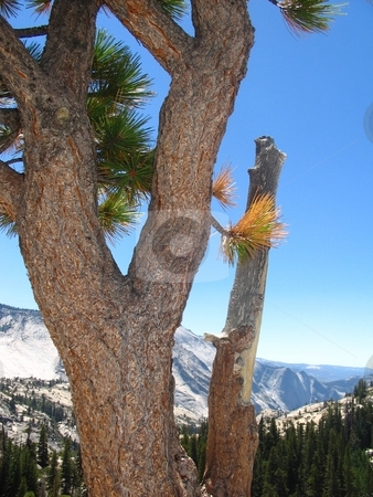 To use this stock image in your creative project, please select the size you need over to the right and click the "Add to Cart" button.
Your downloaded image will come with the Cutcaster watermark removed so don’t worry about the watermark you see on this page. High Elevation Pine stock photo, A high elevation pine tree as found on the back route to Yosemite. by Kristine Keller