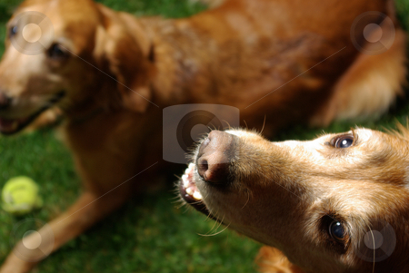 To use this stock image in your creative project, please select the size you need over to the right and click the "Add to Cart" button.
Your downloaded image will come with the Cutcaster watermark removed so don’t worry about the watermark you see on this page. Golden Retrievers stock photo, Golden retrievers being adorable and well-behaved. by Kristine Keller
