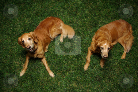 To use this stock image in your creative project, please select the size you need over to the right and click the "Add to Cart" button.
Your downloaded image will come with the Cutcaster watermark removed so don’t worry about the watermark you see on this page. Golden Retrievers stock photo, Golden retrievers being adorable and well-behaved. by Kristine Keller