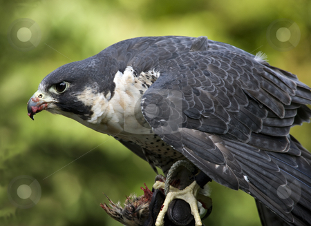 To use this stock image in your creative project, please select the size you need over to the right and click the "Add to Cart" button.
Your downloaded image will come with the Cutcaster watermark removed so don’t worry about the watermark you see on this page. Peregrine Falcon Duck Hawk Eating stock photo, Peregrine Falcon Duck Hawk Falco Peregrinus Staring by William Perry