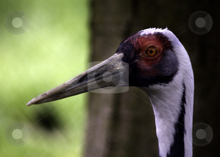 To use this stock image in your creative project, please select the size you need over to the right and click the "Add to Cart" button.
Your downloaded image will come with the Cutcaster watermark removed so don’t worry about the watermark you see on this page. Sandhill Crane Red Eye and Head stock photo, Sandhill White Feathered Crane, Close Up of Head and Red Eye, Grus Canadensis by William Perry
