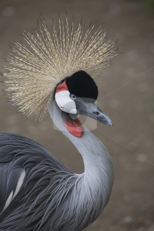 To use this stock image in your creative project, please select the size you need over to the right and click the "Add to Cart" button.
Your downloaded image will come with the Cutcaster watermark removed so don’t worry about the watermark you see on this page. Southern Crowned Crane stock photo, Southern Crowned Crane Portrait Close Up by William Perry