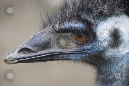 To use this stock image in your creative project, please select the size you need over to the right and click the "Add to Cart" button.
Your downloaded image will come with the Cutcaster watermark removed so don’t worry about the watermark you see on this page. Emu Head Close Up stock photo, Emu Blue Head Brown Eyes Very Close Upl by William Perry
