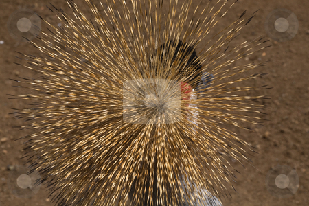 To use this stock image in your creative project, please select the size you need over to the right and click the "Add to Cart" button.
Your downloaded image will come with the Cutcaster watermark removed so don’t worry about the watermark you see on this page. Southern Crowned Crane Close Up of Crown stock photo, Southern Crowned Crane Close Up Close Up Golden Crown by William Perry