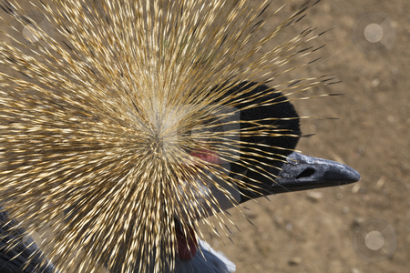 To use this stock image in your creative project, please select the size you need over to the right and click the "Add to Cart" button.
Your downloaded image will come with the Cutcaster watermark removed so don’t worry about the watermark you see on this page. Southern Crowned Crane Close Up stock photo, Grey White Red Southern Crowned Crane Close Up by William Perry