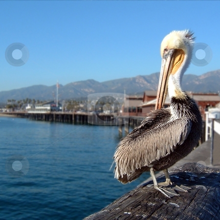 To use this stock image in your creative project, please select the size you need over to the right and click the "Add to Cart" button.
Your downloaded image will come with the Cutcaster watermark removed so don’t worry about the watermark you see on this page. Pelican stock photo, Pelican sitting on a pier in Santa Barbara. by Henrik Lehnerer