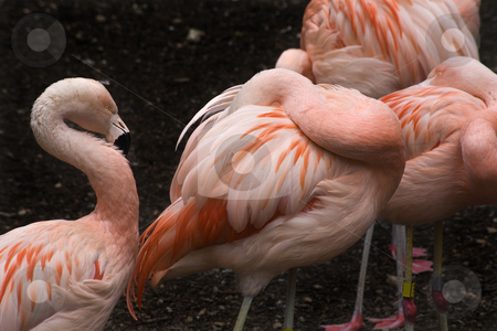 To use this stock image in your creative project, please select the size you need over to the right and click the "Add to Cart" button.
Your downloaded image will come with the Cutcaster watermark removed so don’t worry about the watermark you see on this page. Pink Chilean Flamings and Feathers stock photo, Pink Flamingos and Feathers from Chjle, Phoenicopterus chilensis, against black background, Red Orange white and pink feathers. Yellow eyes by William Perry