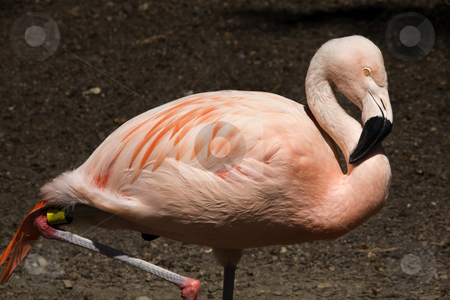 To use this stock image in your creative project, please select the size you need over to the right and click the "Add to Cart" button.
Your downloaded image will come with the Cutcaster watermark removed so don’t worry about the watermark you see on this page. Pink Chilean Flamingo and Feathers Portrait stock photo, Pink Flamingo from Chile, Phoenicopterus chilensis, against dark background, Red Orange white and pink feathers Yellow eyes Black beak by William Perry