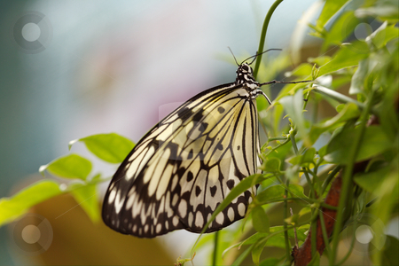 To use this stock image in your creative project, please select the size you need over to the right and click the "Add to Cart" button.
Your downloaded image will come with the Cutcaster watermark removed so don’t worry about the watermark you see on this page. Butterfly stock photo, The beautiful butterfly is considered a symbol of love. by Sergey Goruppa