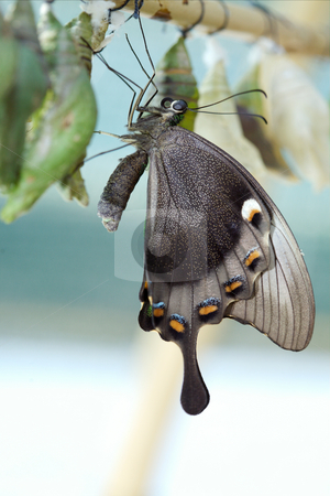 To use this stock image in your creative project, please select the size you need over to the right and click the "Add to Cart" button.
Your downloaded image will come with the Cutcaster watermark removed so don’t worry about the watermark you see on this page. Papilio paris linnaens stock photo, The beautiful butterfly is considered a symbol of love. by Sergey Goruppa