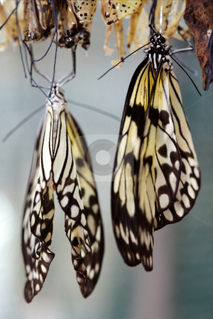 To use this stock image in your creative project, please select the size you need over to the right and click the "Add to Cart" button.
Your downloaded image will come with the Cutcaster watermark removed so don’t worry about the watermark you see on this page. Butterfly stock photo, The beautiful butterfly is considered a symbol of love. by Sergey Goruppa
