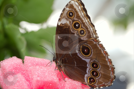 To use this stock image in your creative project, please select the size you need over to the right and click the "Add to Cart" button.
Your downloaded image will come with the Cutcaster watermark removed so don’t worry about the watermark you see on this page. Morfo achillaena stock photo, The beautiful butterfly is considered a symbol of love. by Sergey Goruppa