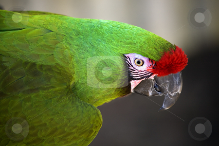 To use this stock image in your creative project, please select the size you need over to the right and click the "Add to Cart" button.
Your downloaded image will come with the Cutcaster watermark removed so don’t worry about the watermark you see on this page. Green Military Macaw Portrait Head Shot stock photo, Green Military Macaw Portrait Head Shot Close Up Macro by William Perry