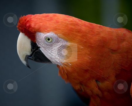To use this stock image in your creative project, please select the size you need over to the right and click the "Add to Cart" button.
Your downloaded image will come with the Cutcaster watermark removed so don’t worry about the watermark you see on this page. Scarlet Macaw Face stock photo, Close Up the Side of the Face of a Scarlet Macaw by William Perry