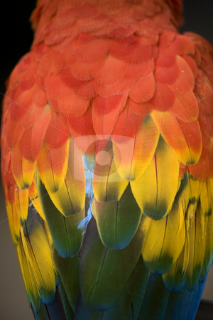 To use this stock image in your creative project, please select the size you need over to the right and click the "Add to Cart" button.
Your downloaded image will come with the Cutcaster watermark removed so don’t worry about the watermark you see on this page. Scarlet Macaw Feathers stock photo, Scarlet Macaw Feathers on Back Close Up Macro by William Perry
