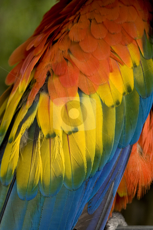 To use this stock image in your creative project, please select the size you need over to the right and click the "Add to Cart" button.
Your downloaded image will come with the Cutcaster watermark removed so don’t worry about the watermark you see on this page. Scarlet Macaw Feathers Close Up stock photo, Scarlet Macaw Blue, Red, Yellow and Green Feathers Close Up and Beautiful by William Perry