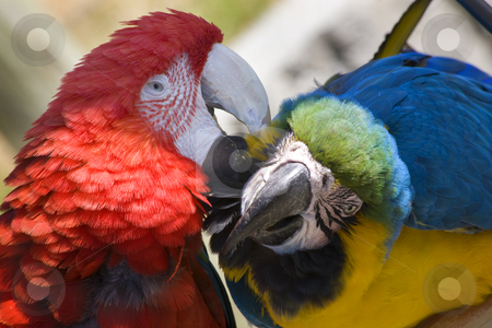 To use this stock image in your creative project, please select the size you need over to the right and click the "Add to Cart" button.
Your downloaded image will come with the Cutcaster watermark removed so don’t worry about the watermark you see on this page. Grooming Green Wing Macaw Blue Gold Macaw stock photo, Grooming Green Wing Macaw and Blue Gold Macaw Close Up Looking at You by William Perry