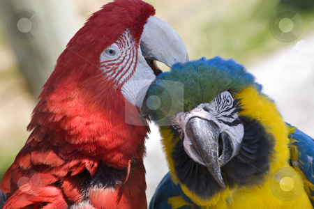 To use this stock image in your creative project, please select the size you need over to the right and click the "Add to Cart" button.
Your downloaded image will come with the Cutcaster watermark removed so don’t worry about the watermark you see on this page. Grooming Green Wing Macaw Blue Gold Macaw stock photo, Grooming Green Wing Macaw and Blue Gold Macaw Close Up Looking at You Different Species Enjoying Themselves Macaws are social animals and they like a lot of attention. by William Perry