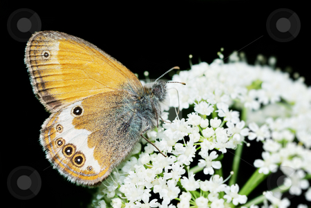To use this stock image in your creative project, please select the size you need over to the right and click the "Add to Cart" button.
Your downloaded image will come with the Cutcaster watermark removed so don’t worry about the watermark you see on this page. Pearly Heath stock photo, Pearly Heath (Coenonympha arcania) butterfly feeding isolated over black background. by Ivan Paunovic