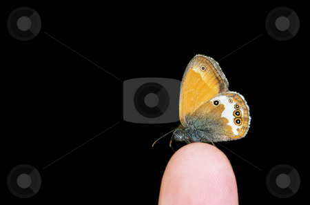 To use this stock image in your creative project, please select the size you need over to the right and click the "Add to Cart" button.
Your downloaded image will come with the Cutcaster watermark removed so don’t worry about the watermark you see on this page. Pearly Heat on the finger stock photo, Pearly Heath (Coenonympha arcania) butterfly standing on the finger isolated over black background. by Ivan Paunovic