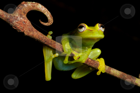 To use this stock image in your creative project, please select the size you need over to the right and click the "Add to Cart" button.
Your downloaded image will come with the Cutcaster watermark removed so don’t worry about the watermark you see on this page. Hypsiboas cinerascens stock photo, Green tree frog Hypsiboas cinerascens in the Bolivian rain forest by Dirk Ercken
