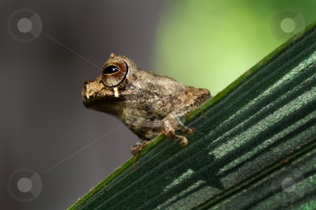 To use this stock image in your creative project, please select the size you need over to the right and click the "Add to Cart" button.
Your downloaded image will come with the Cutcaster watermark removed so don’t worry about the watermark you see on this page. Dendrosophus parviceps stock photo, Portrait of a small tree frog Dendrosophus parviceps on a palm leaf in the Bolivian rain forest by Dirk Ercken