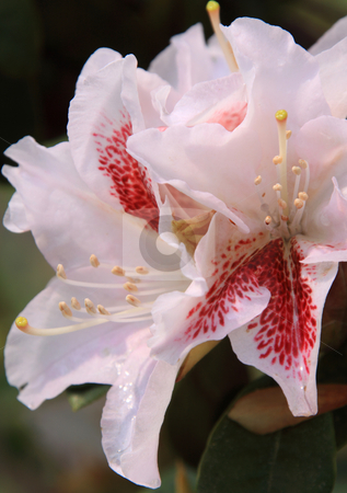 To use this stock image in your creative project, please select the size you need over to the right and click the "Add to Cart" button.
Your downloaded image will come with the Cutcaster watermark removed so don’t worry about the watermark you see on this page. Rhododendron stock photo, Rhododendron photographed in may 2009 near Frankfurt Main in Germany by Manuela Schueler