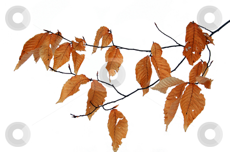 To use this stock image in your creative project, please select the size you need over to the right and click the "Add to Cart" button.
Your downloaded image will come with the Cutcaster watermark removed so don’t worry about the watermark you see on this page. Dry leaves stock photo, Dry leaves in winter isolated by Pavel Cheiko
